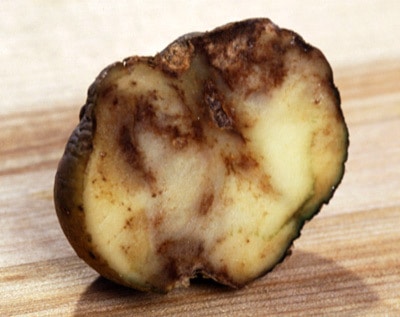 potato blight