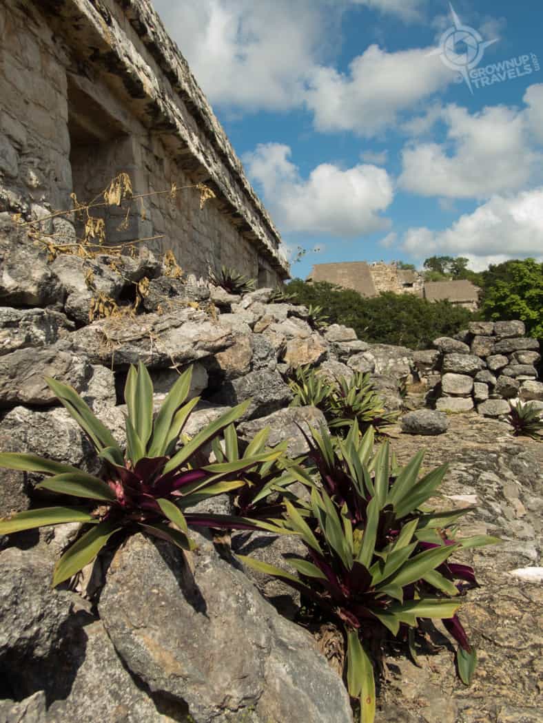 Ek Balam bromeliads