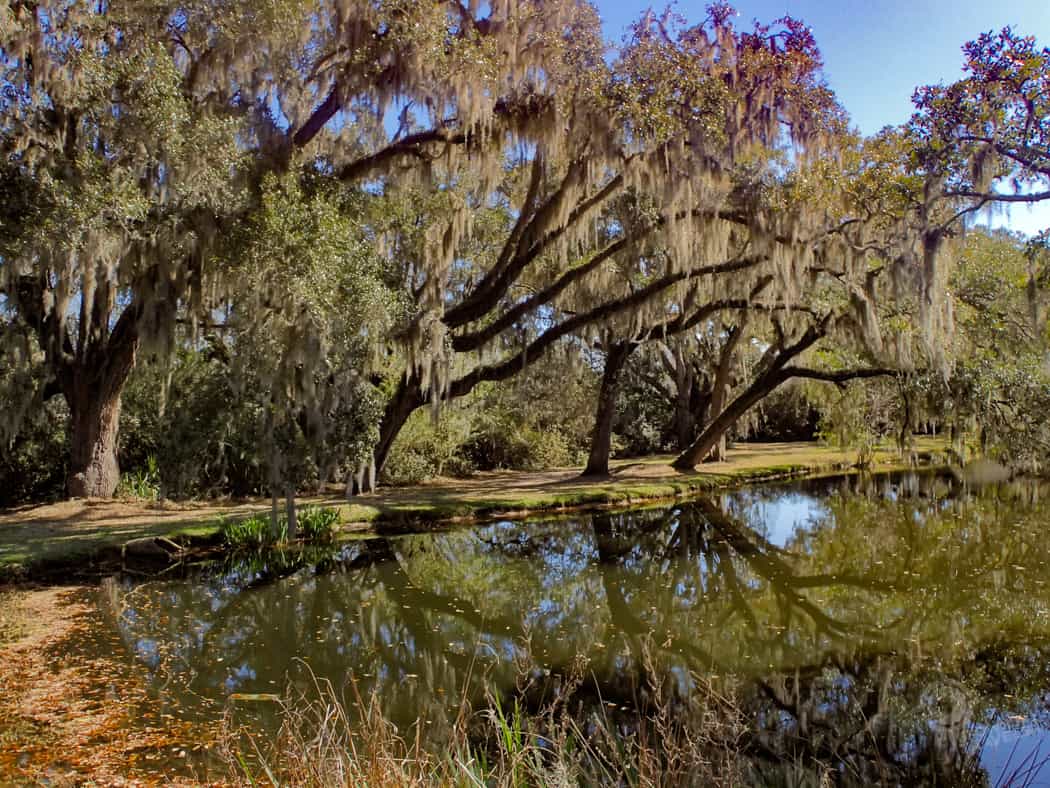 Wetland pond at Brookgreen Gardesn
