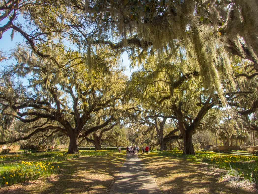 Brookgreen Gardens Live Oak Alley
