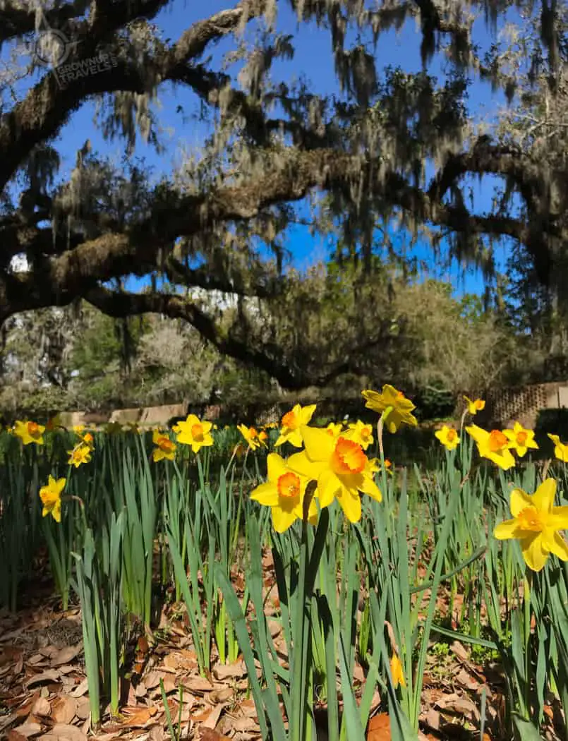Daffodils at Brookgreen Gardens