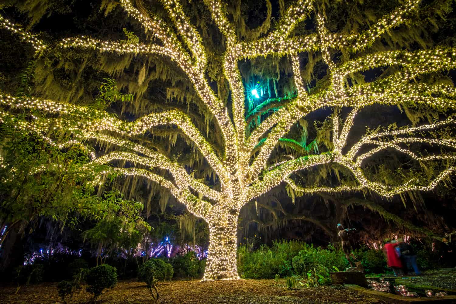 Brookgreen NOTC Oak tree lighted