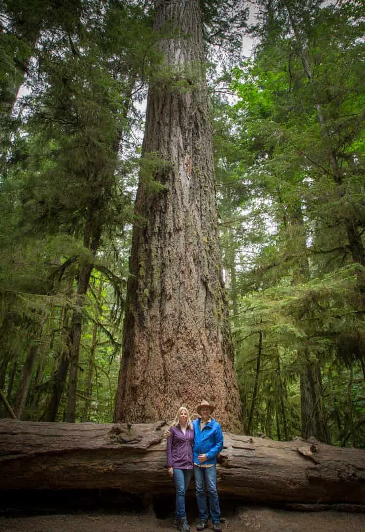 oldest tree in Cathedral Grove