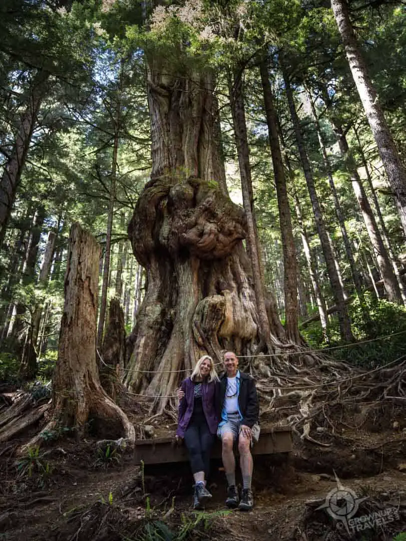 Avatar Grove Canada's Gnarliest Tree