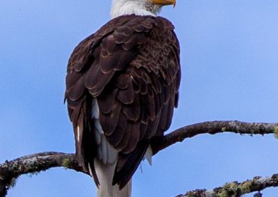 Bald Eagle Closeup Tofino