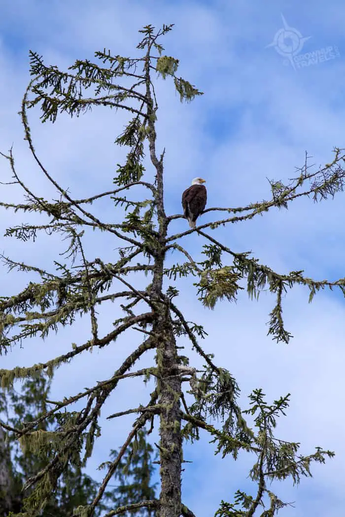 Bald Eagle in tree Tofino