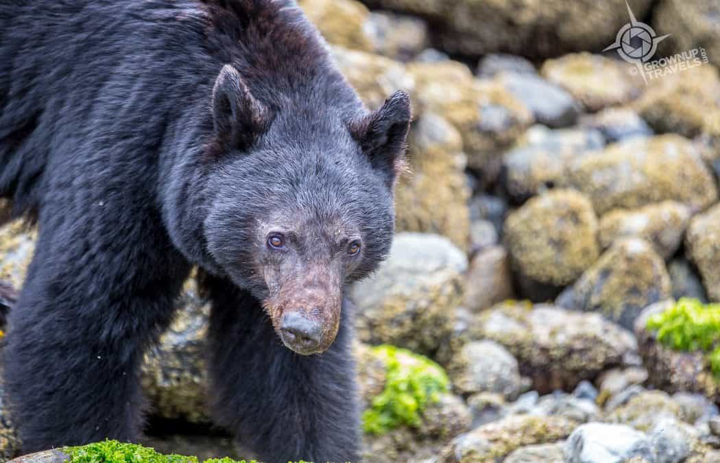 Bear Watching in Tofino with Clayoquot Wild