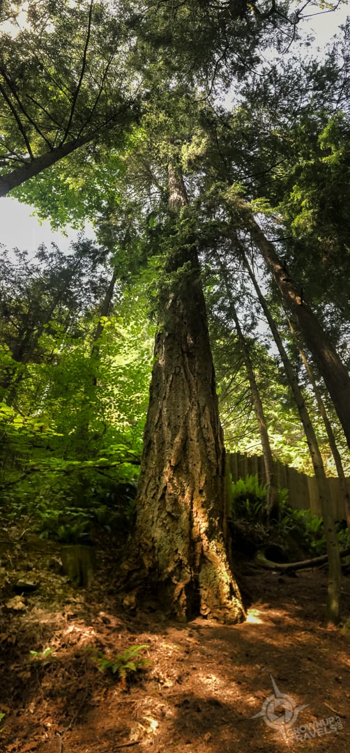 Grandma Capilano old growth Tree