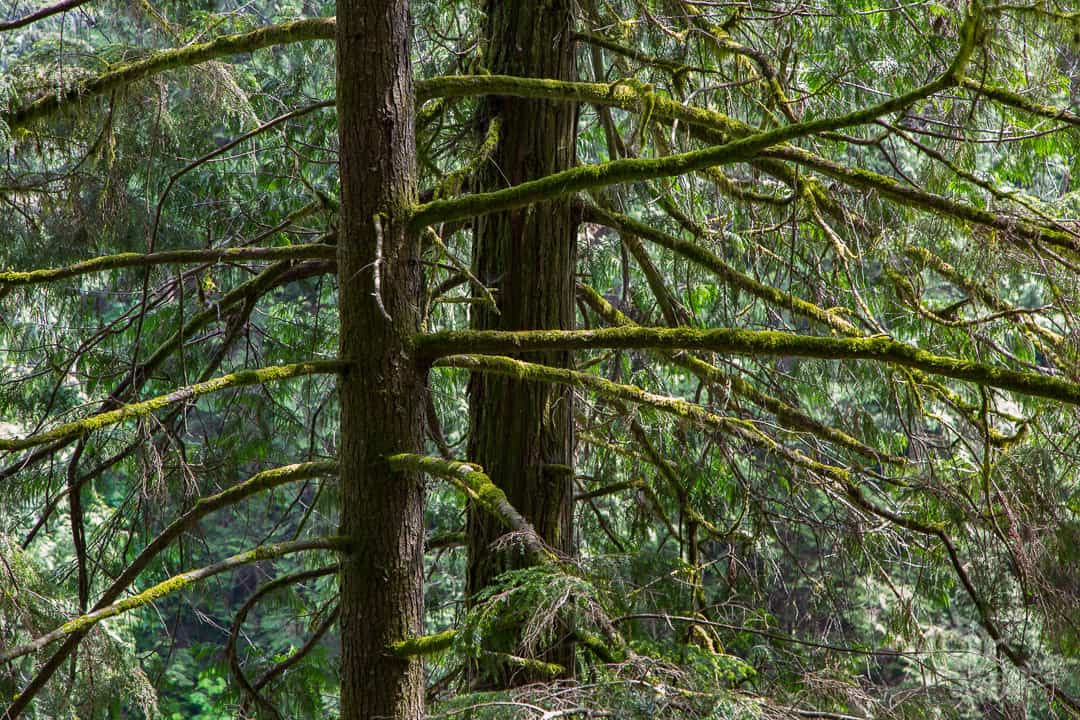 Rainforest at Capilano Suspension Bridge Park
