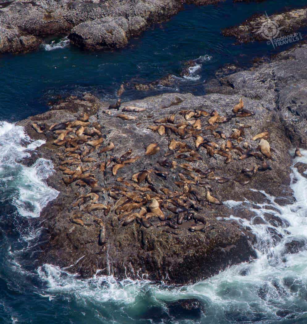 Close up of Sea lion aerial view Tofino