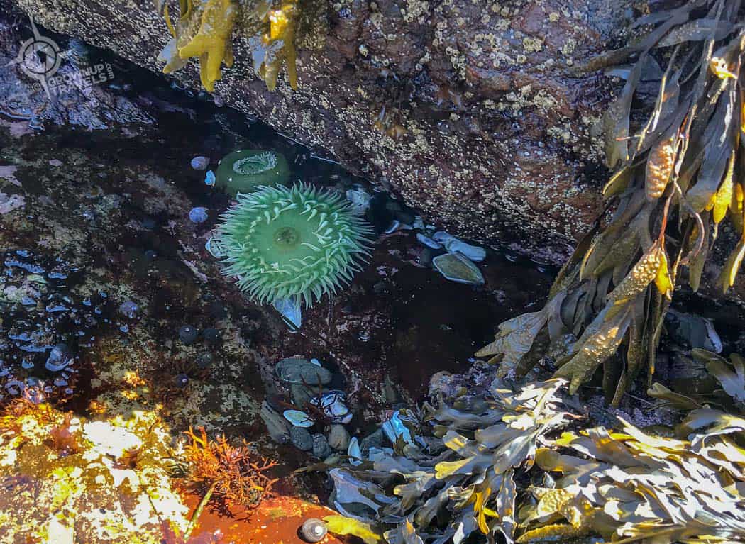 Tidal pool Tree Island Tofino