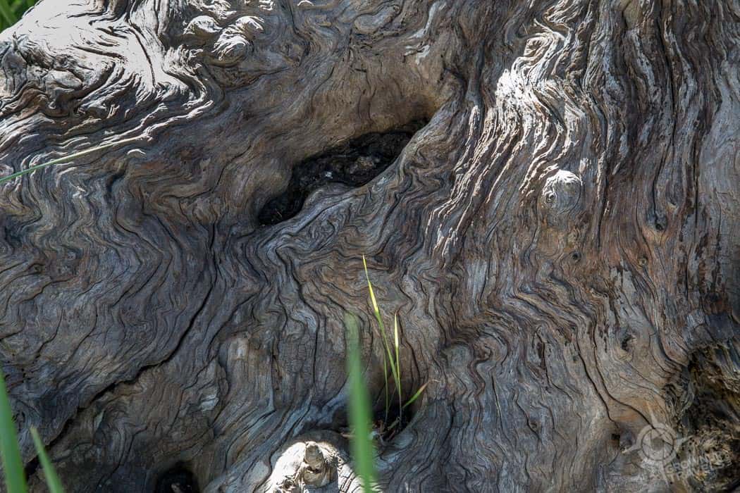 Elephant eye on piece of driftwood Tree Island Tofino
