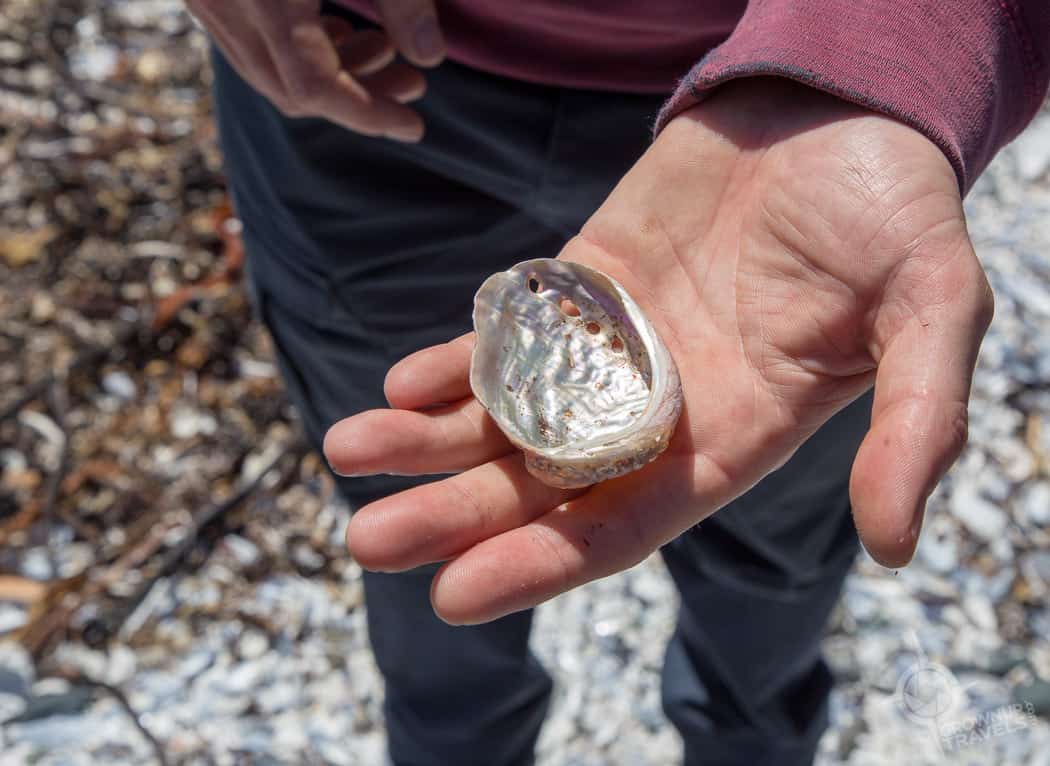 Mother of Pearl shell Tree Island Tofino