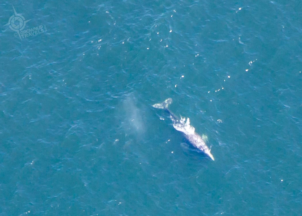 Grey whale at Tofino from the air