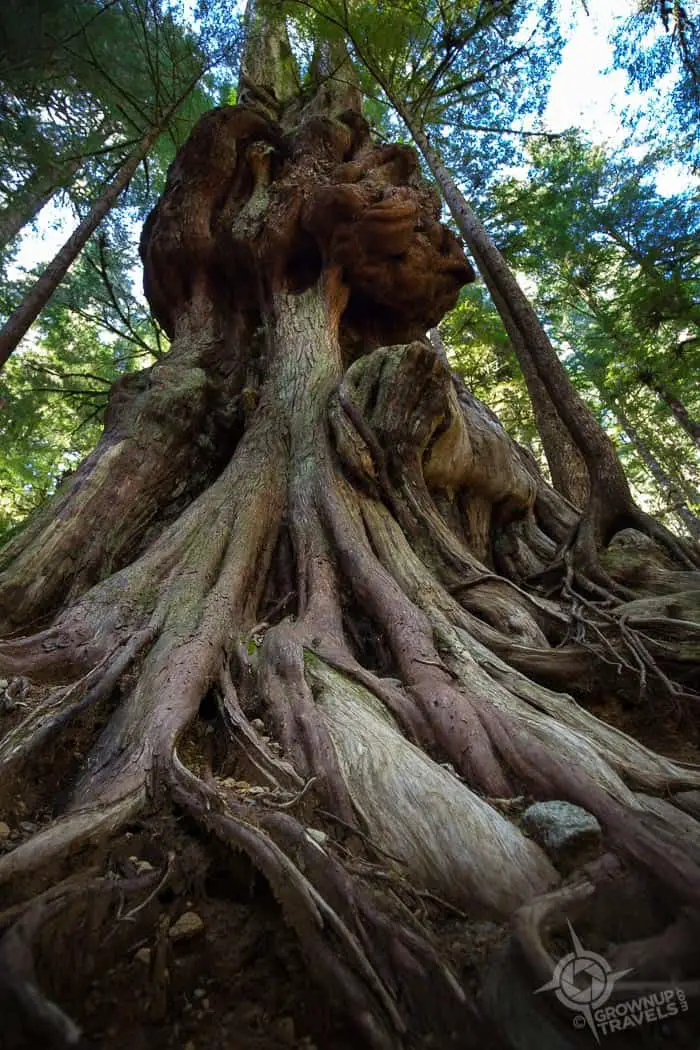 Canada's Gnarliest Tree Avatar Grove Vancouver Island