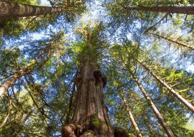 Avatar Grove canopy Vancouver Island