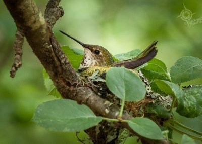 Hummingbird on nest at Free Spirit Spheres