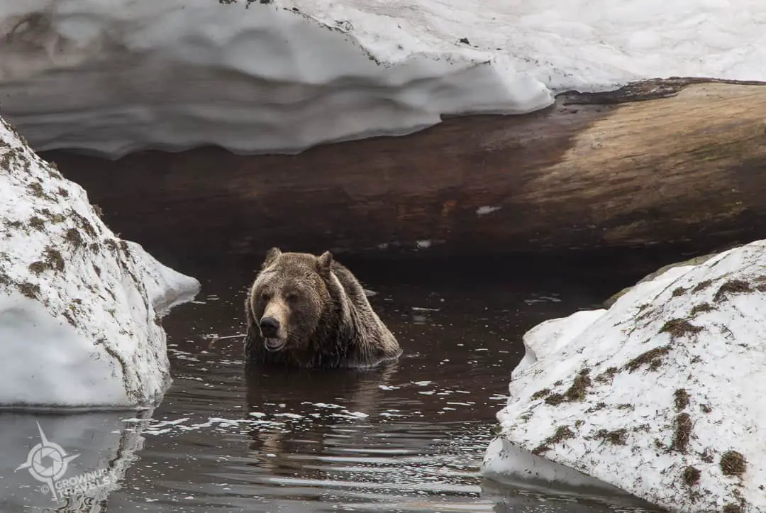 Grizzly in water at Grouse Mountain