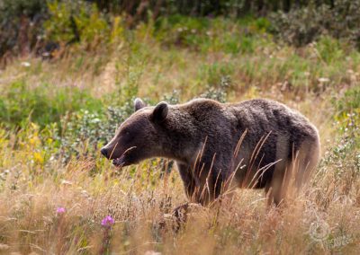 Grizzly Bear Yukon
