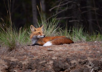 Red Fox Yukon