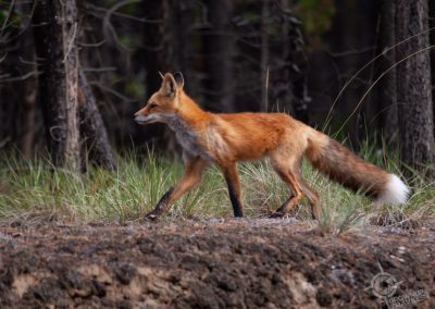 Red Fox near Whitehorse Yukon