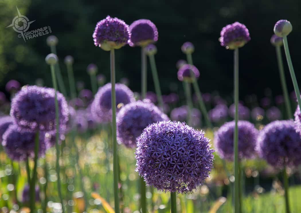 Stanley Park Alliums Vancouver