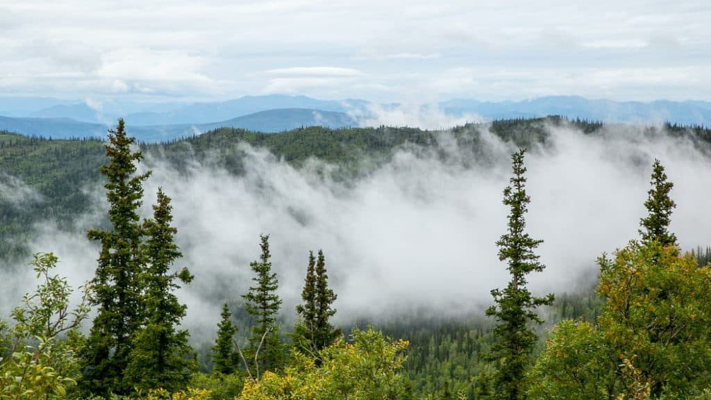 misty morning on the Top of the World Highway Yukon