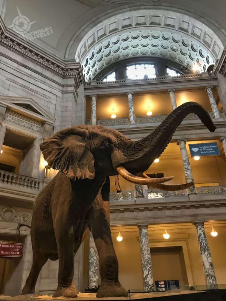 Elephant in Museum Natural History Washington DC