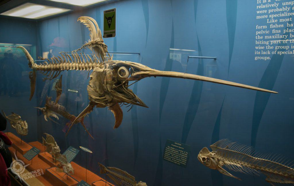 Museum Natural History Washington DC