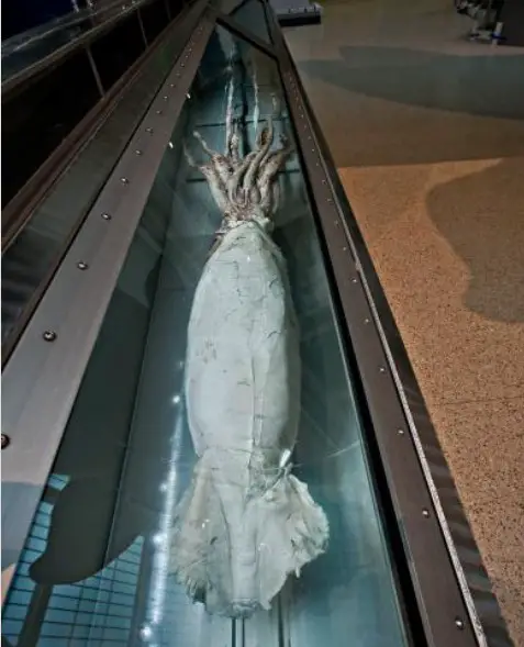 Giant squid Museum Natural History Washington
