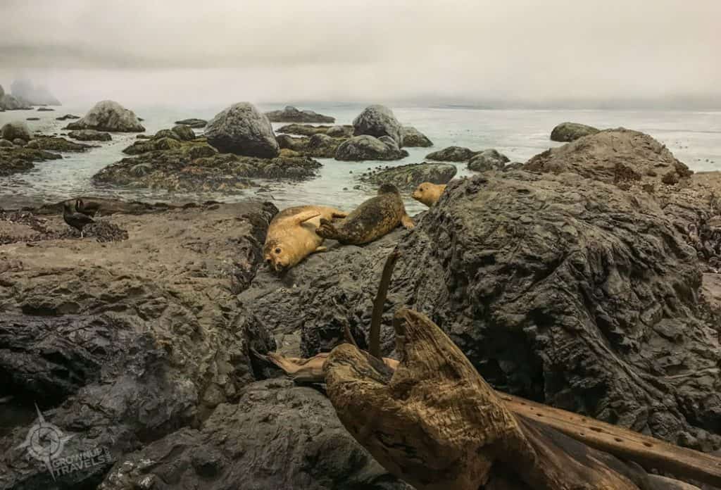 Pacific seals in Natural History gallery royal british columbia museum victoria