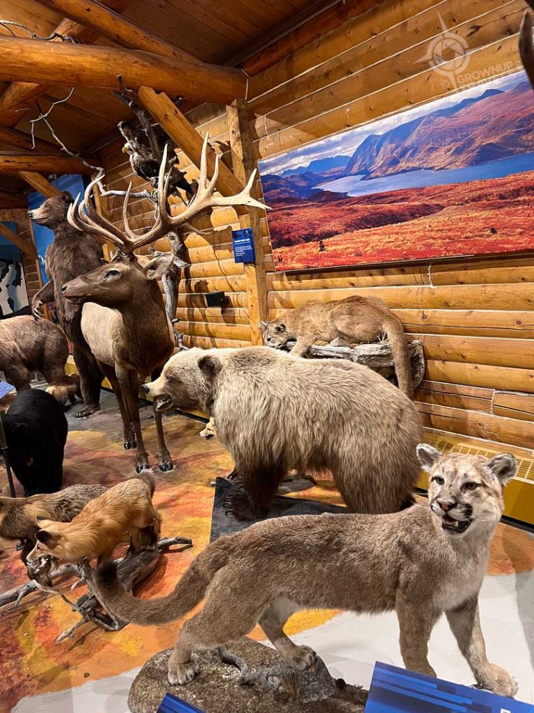 MacBride Wild Gallery Whitehorse