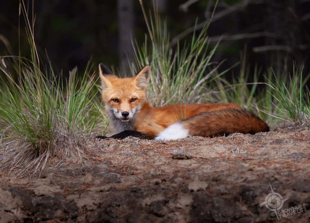 Red Fox near Miles Canyon Whitehorse