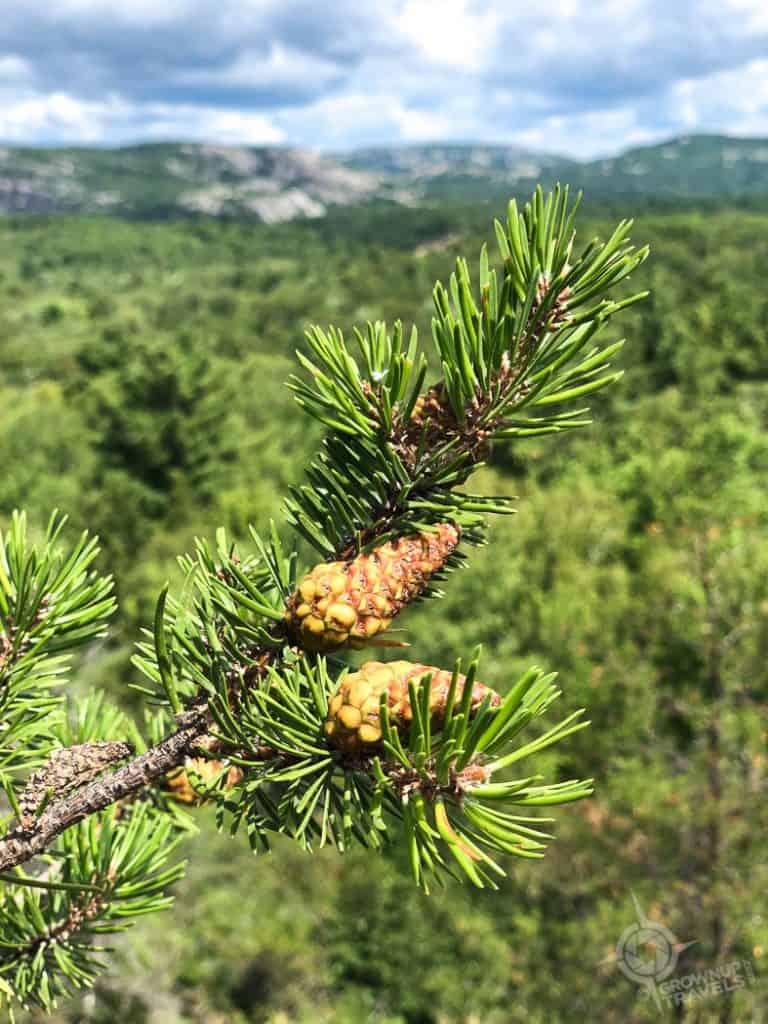 Pine cones with La Cloche mountains in background