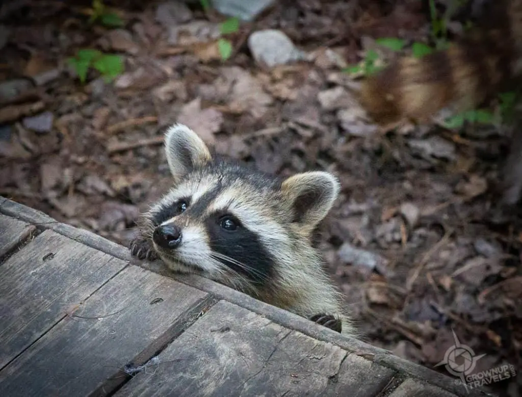 Baby Racoon peeking over deck Killarney