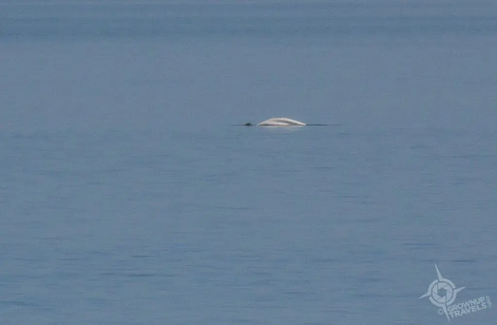 Beluga zoomed in Quebec St. Lawrence