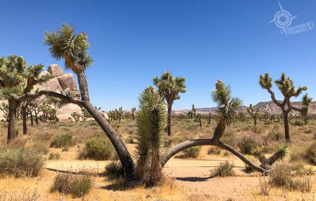 Joshua Tree double arch