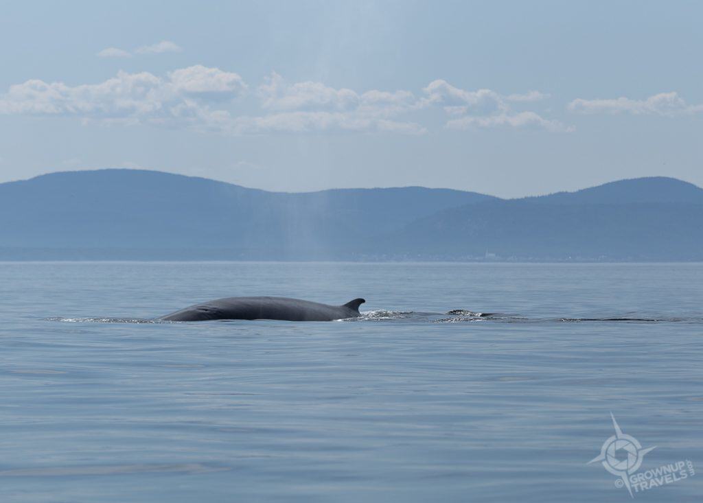 Fin Whale near Tadoussac Quebec