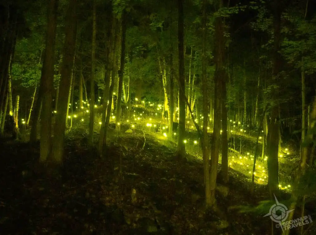 Foresta Lumina Fairy Lights Coaticook