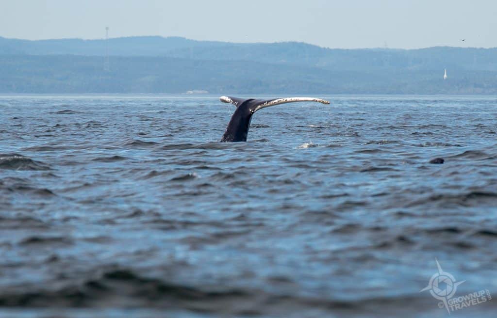 Humpback Whale Tail 1