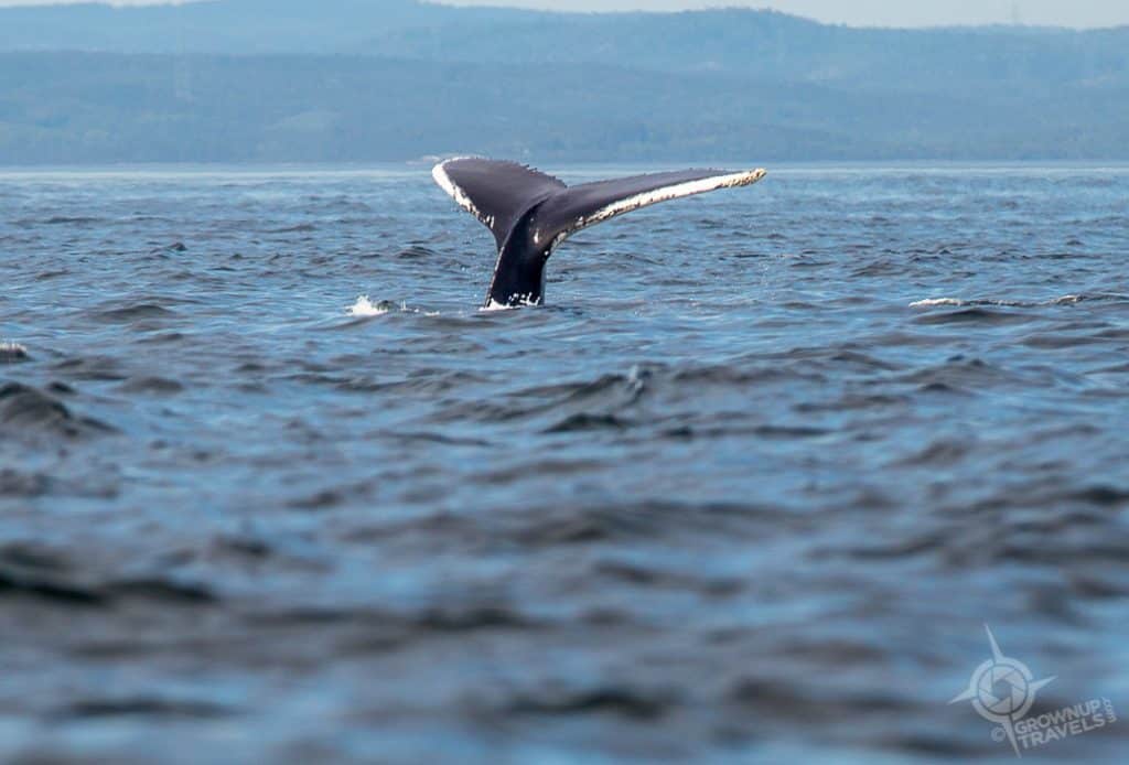 Humpback Whale Tail 2