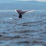 In Search of the White Whale: Whale-Watching in Québec Maritime
