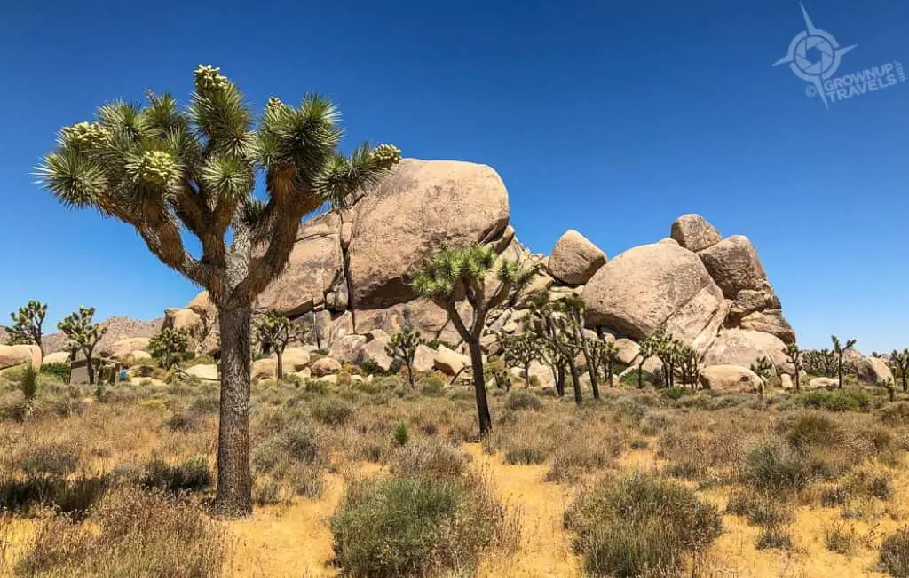 Joshua Trees and sculpted rocks
