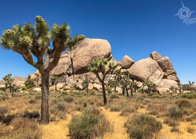 Joshua Trees and sculpted rocks
