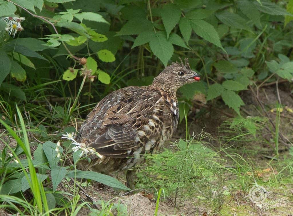 Ruffed Grouse eating raspberry Canopée Lit Quebec