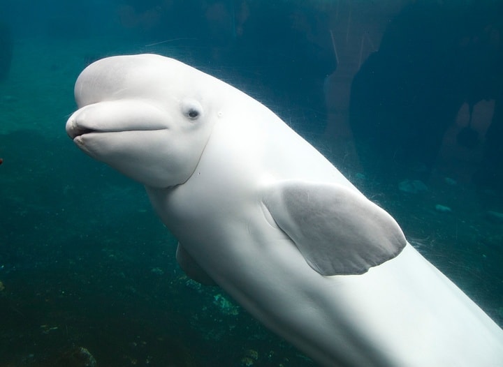 beluga whale-pxhere.com