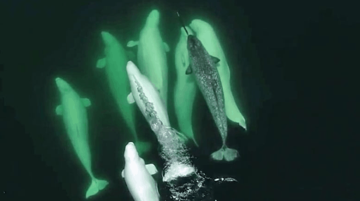 narwhal and belugas st. lawrence photo GREMM