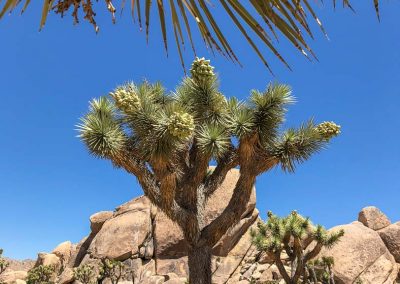 Joshua Tree branched arms