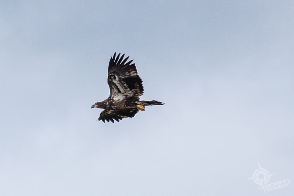 Juvenile Bald Eagle Temiscouata Quebec