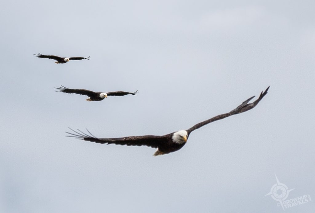 Mother bald eagle flying in Temiscouata Quebec